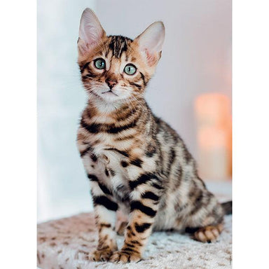 Chaton Bengal - 500 mcx - La Ribouldingue