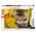 Chaton en automne - 1500 mcx - La Ribouldingue