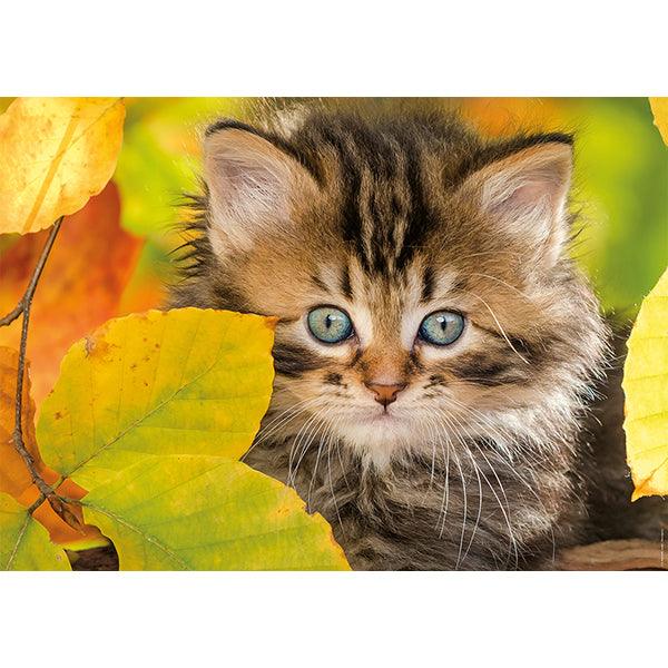 Chaton en automne - 1500 mcx - La Ribouldingue