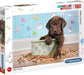 Chiot adorable - 180 mcx - La Ribouldingue