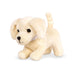 Chiot Golden Retriever - La Ribouldingue