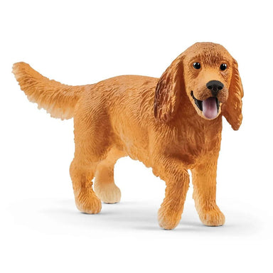 Cocker spaniel anglais - La Ribouldingue