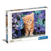 Ginger Cat - 500 mcx - La Ribouldingue