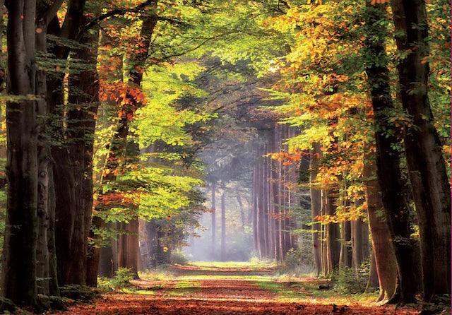 Marche d'Automne - 1000 mcx - La Ribouldingue